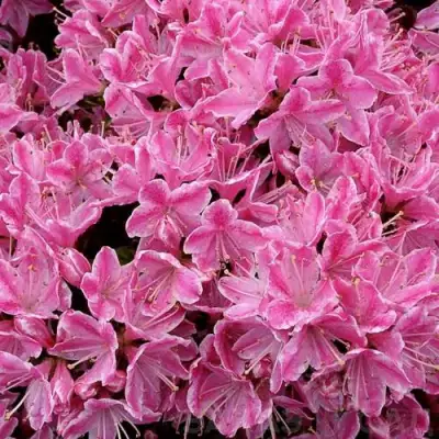 Азалия КЕРМЕСИНА РОУЗ японская в Бобруйске