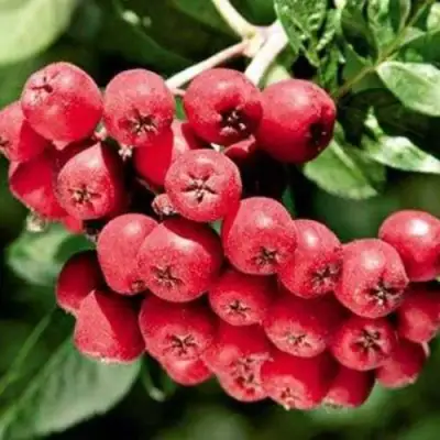 Рябина МОРАВСКАЯ сладкоплодная в Бобруйске