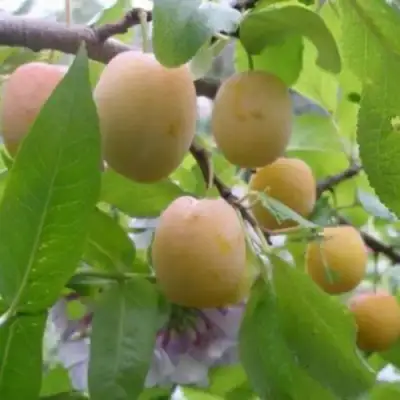 Слива УТРО в Бобруйске