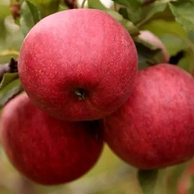 Яблоня ГАЛА ШНИГА в Бобруйске