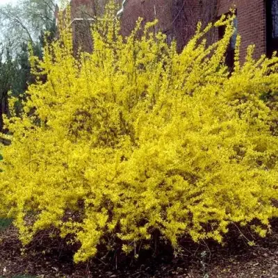 Форзиция ТАРАНДТ промежуточная в Бобруйске