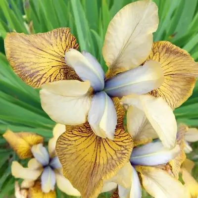 Ирис ФЛАЙИНГ ФИДДЛЗ сибирский в Бобруйске