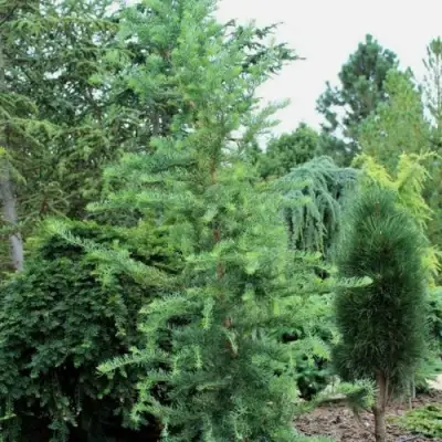 Лиственница КЕМПФЕРА в Бобруйске