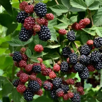 Ежевика РУБЕН ремонтантная  в Бобруйске