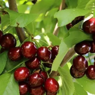 Черешня ИПУТЬ в Бобруйске