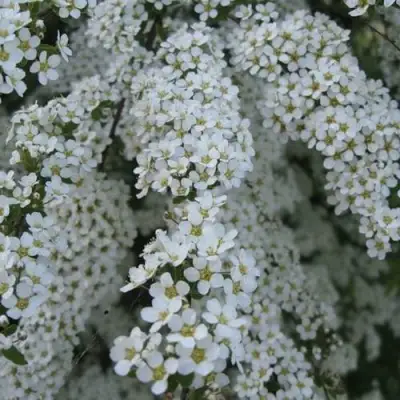 Спирея АРГУТА в Бобруйске