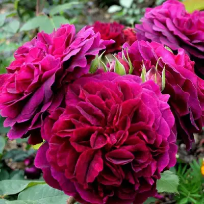 Роза МАНСТЕД ВУД английская в Бобруйске