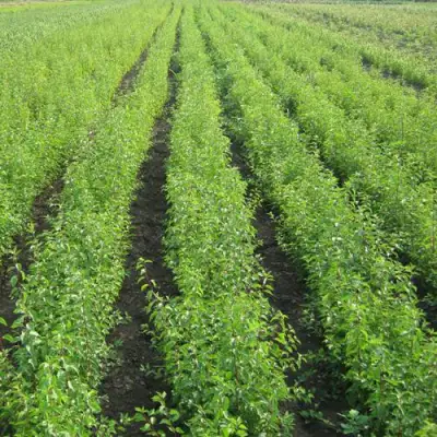 Подвой сливы ДИКАЯ АЛЫЧА в Бобруйске