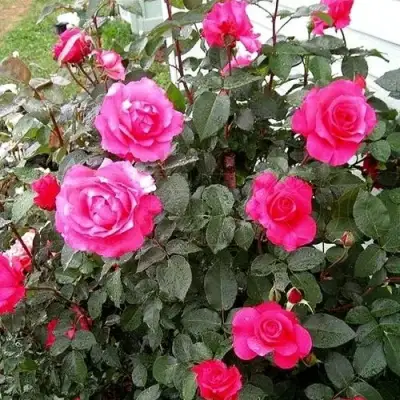 Роза МАЛИНОВЫЙ ЗВОН чайно-гибридная в Бобруйске