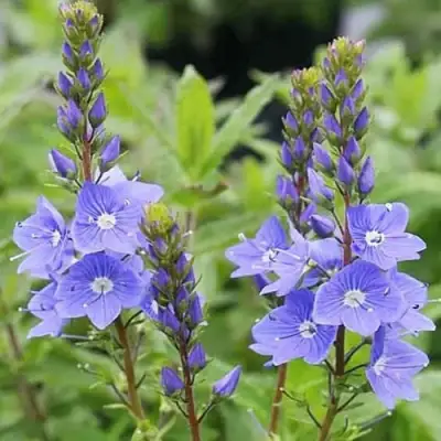 Вероника РОЯЛ БЛЮ большая в Бобруйске