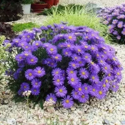 Астра ЛЕДИ ИН БЛЮ в Бобруйске