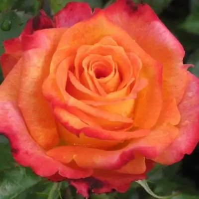 Роза ВАУ чайно-гибридная в Бобруйске