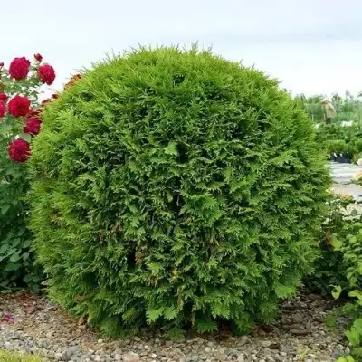 Туя ВУДВАРДИ западная в Бобруйске