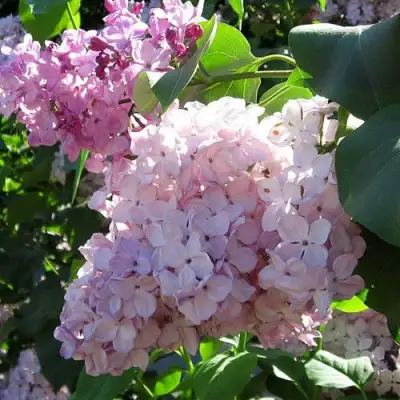 Сирень ГОРТЕНЗИЯ в Бобруйске