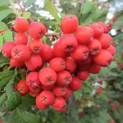 Рябина НЕВЕЖИНСКАЯ сладкоплодная в Бобруйске