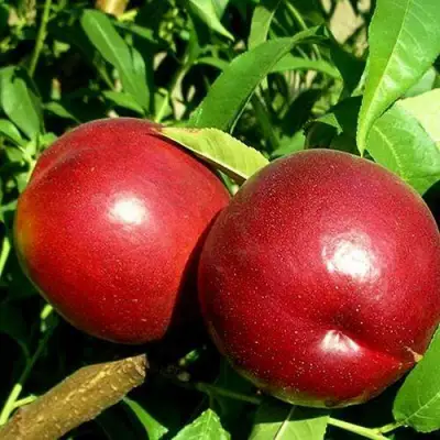 Нектарин НЕКТАРЕД-4 в Бобруйске