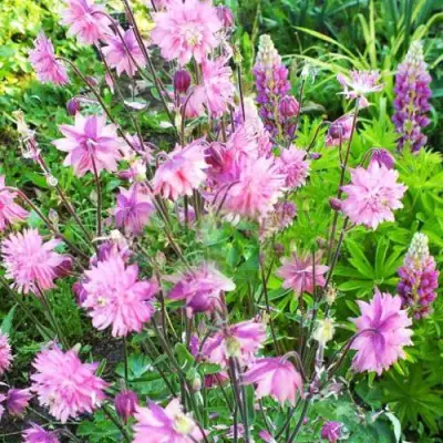 Аквилегия БАРЛОУ ПИНК гибрид МакКаны в Бобруйске