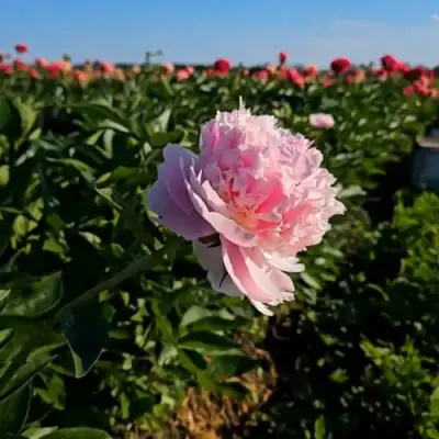 Пион ИМПЕРАТОРСКАЯ НАЛОЖНИЦА древовидный в Бобруйске