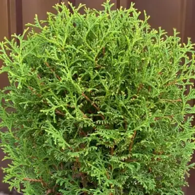 Туя ХОЗЕРИ западная в Бобруйске