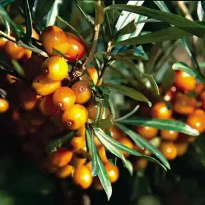 Облепиха ДАР КАЗАКОВУ в Бобруйске