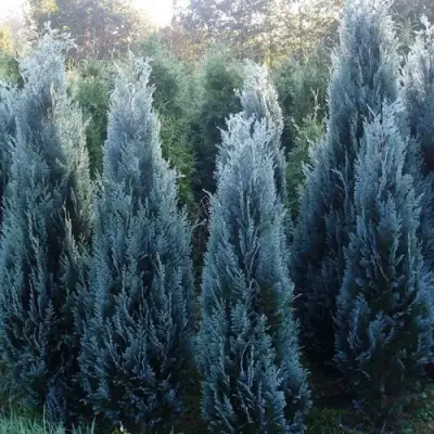 Кипарисовик ДАРТС БЛЮ РИББОН лавсона в Бобруйске