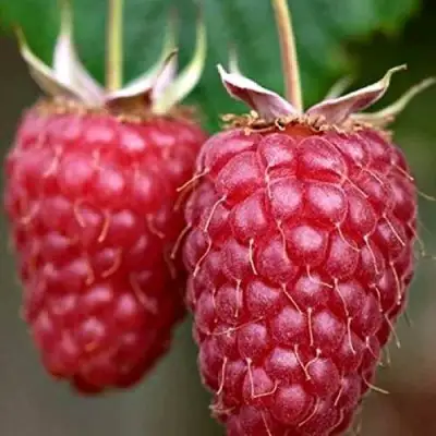 Малина РУБИНОВОЕ ОЖЕРЕЛЬЕ в Бобруйске