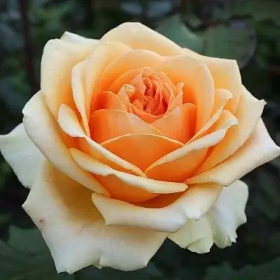 Роза ГЕЙША чайно-гибридная в Бобруйске