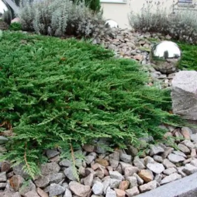 Можжевельник ПРИНЦ ОФ УЭЛЬС горизонтальный в Бобруйске