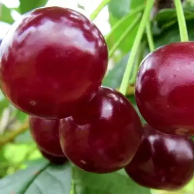 Вишня ГРИОТ БЕЛОРУССКИЙ в Бобруйске