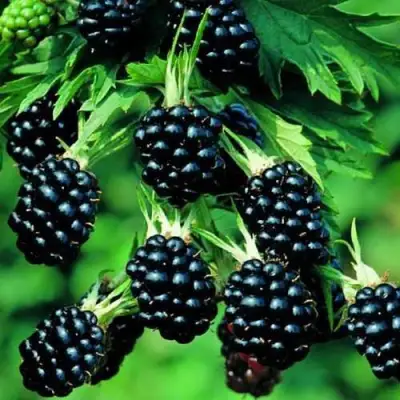 Ежевика КИТАНИНИ бесшипная  в Бобруйске