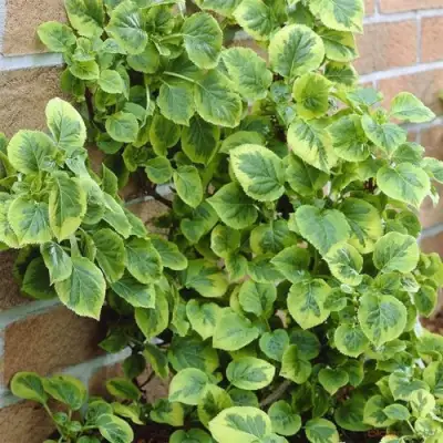 Гортензия МИРАНДА черешковая в Бобруйске