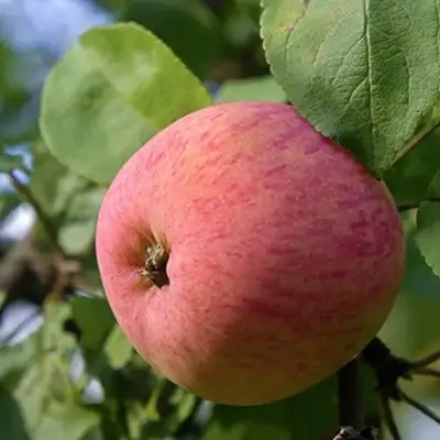 Яблоня МЕЛБА в Бобруйске