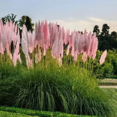 Кортадерия розовая (пампасная трава) в Бобруйске