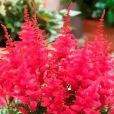 Астильба ЮНИК КАРМИН гибридная в Бобруйске