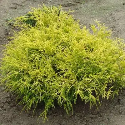 Кипарисовик ГОЛДЕН МОП горохоплодный в Бобруйске