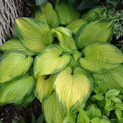 Хоста СТЕЙНД ГЛАСС гибридная в Бобруйске