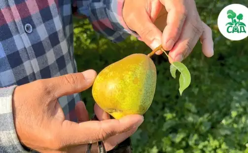 Превью видео