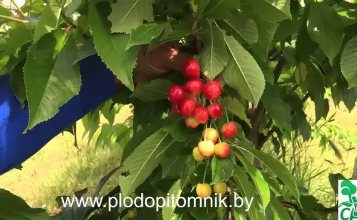 Превью видео