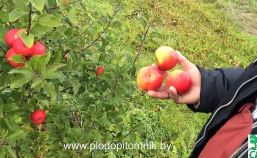 Превью видео