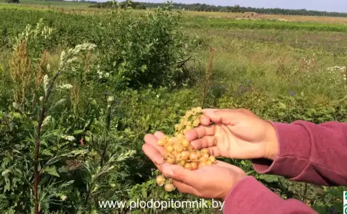 Превью видео