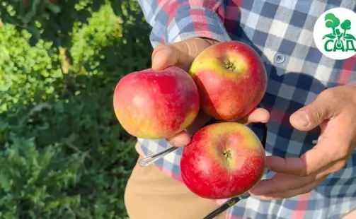 Превью видео