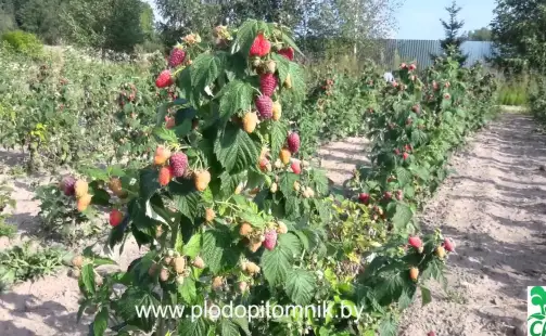 Превью видео