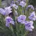 Ирис ИМПЕРИАЛ ОПАЛ сибирский в Бобруйске