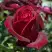 Роза ПАПА МЕЙЯН чайно-гибридная в Бобруйске