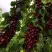 Черешня ХЕЛЕНА колоновидная в Бобруйске