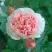 Роза ФИЛИНГ чайно-гибридная в Бобруйске