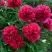 Пион БЕЛГРАВИЯ травянистый в Бобруйске