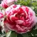 Пион РЕД ВИЗ ПИНК древовидный в Бобруйске