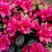 Азалия КАНЗОНЕТТА японская в Бобруйске