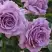 Роза ЛАВ СОНГ флорибунда в Бобруйске
